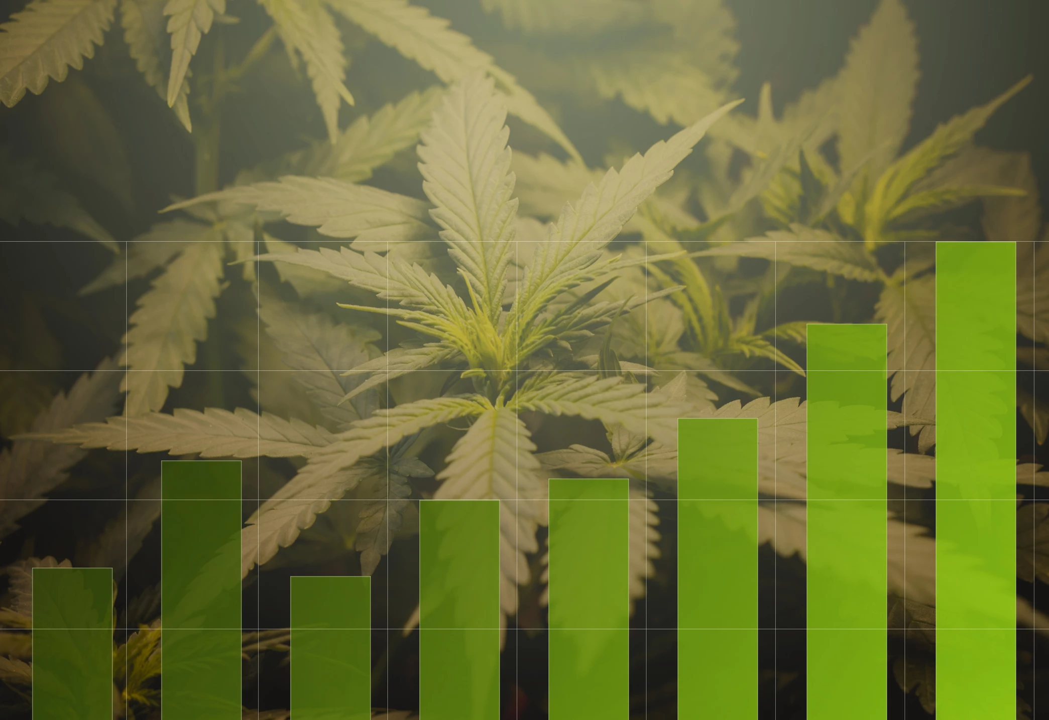 Research: Canadian trends in cannabis-related hospitalisations