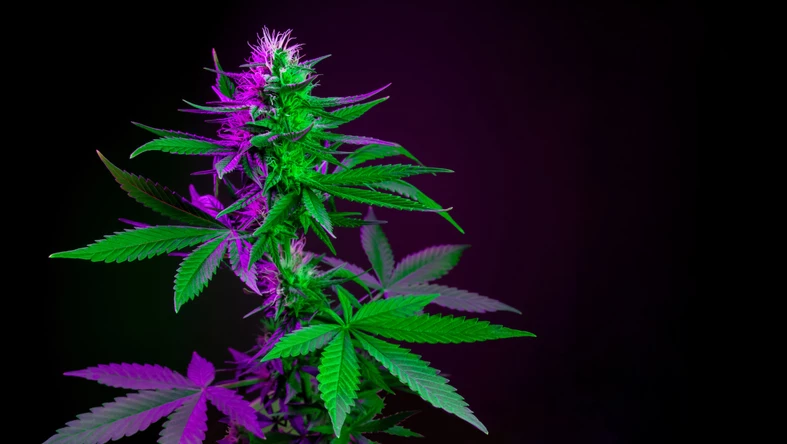 Article: What do we know about cannabis legalisation?