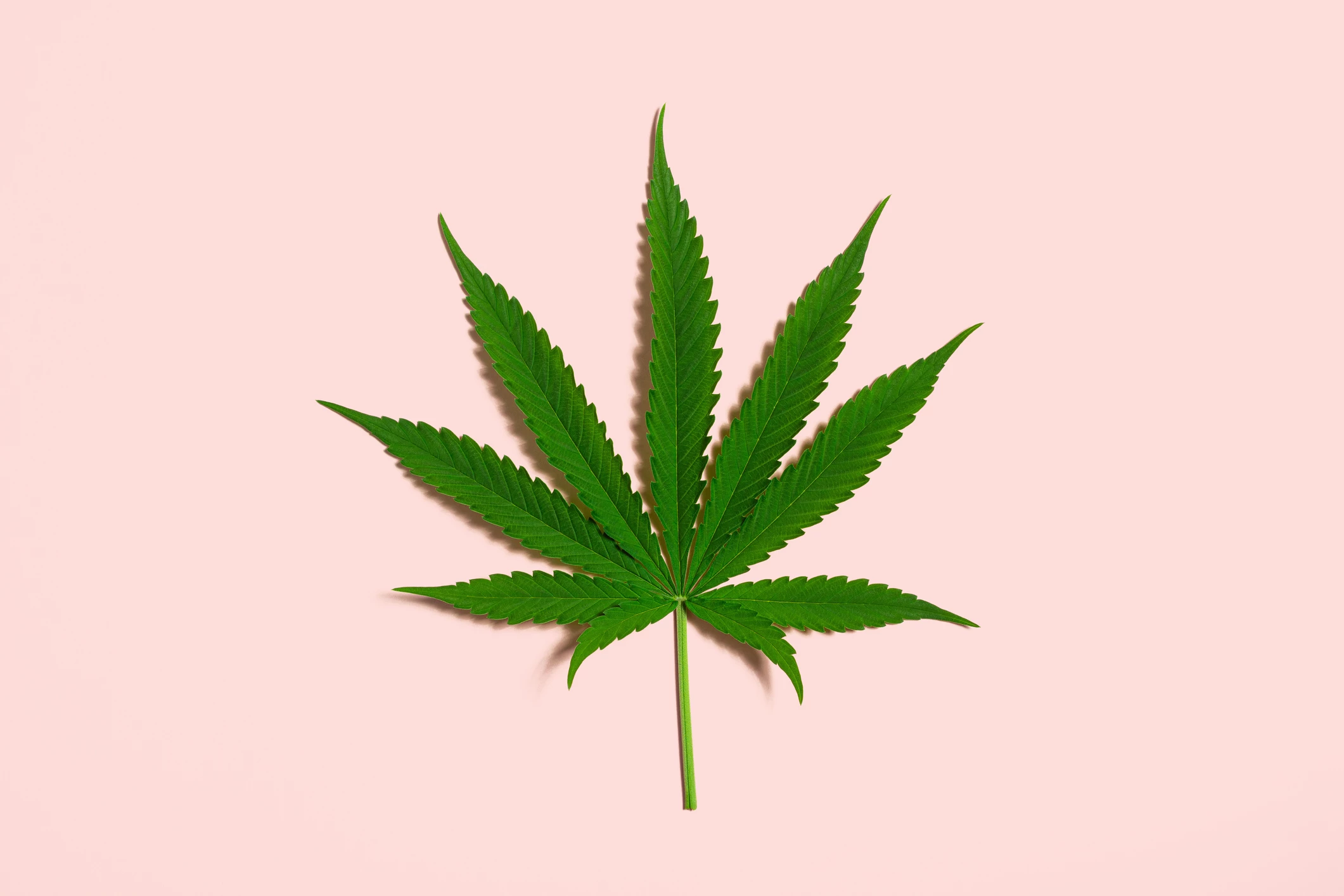 Research: How common is high-risk cannabis use in Australia? 
