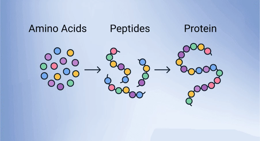 New resource on Peptides
